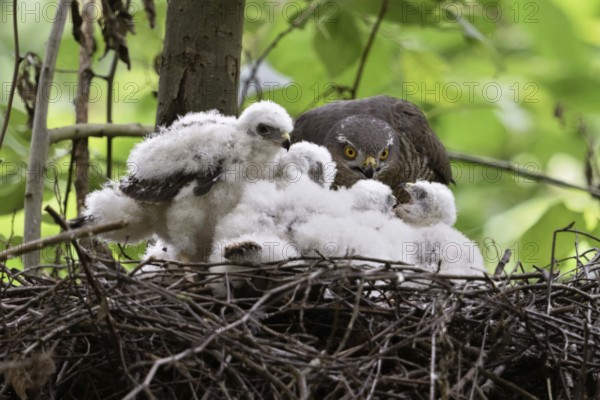 Feeding... Sparrowhawk (Accipiter nisus), common, often hidden native bird of prey, female at the nest, feeds young birds, takes care of the offspring, native nature, Meerbusch, Lower Rhine, Rhineland, North Rhine-Westphalia, Germany, Western Europe