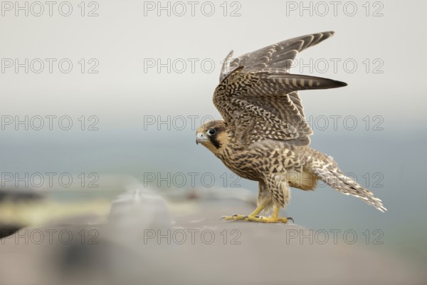 Flight exercises... Peregrine falcon (Falco peregrinus), young falcon, native bird of prey, fledged young bird sits on a high roof, flaps its wings, trains agility and flight muscles, peregrine falcons are considered extremely fast and skilful flyers, are often the target of illegal persecution of birds of prey, native nature, Lower Rhine, Rhineland, North Rhine-Westphalia, Germany, Western Europe