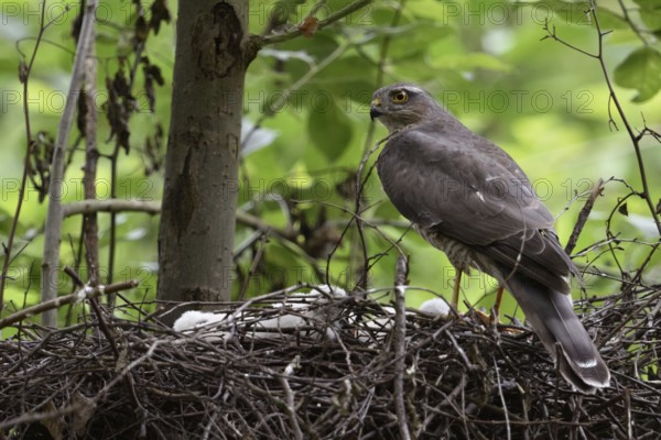 Cut... Sparrowhawk (Accipiter nisus), native, relatively common bird of prey, builds nest in trees, mostly in the forest, but often also in parks and larger gardens, hunts songbirds, female sparrowhawk watches over chicks, the offspring, native nature, Meerbusch, Lower Rhine, Rhineland, North Rhine-Westphalia, Germany, Western Europe