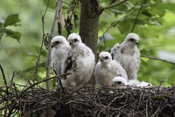 Successful breeding... Sparrowhawk (Accipiter nisus), native bird of prey, five healthy, strong young birds not yet fledged, chicks waiting in the nest, in their eyrie for food, native nature, Meerbusch, Lower Rhine, Rhineland, North Rhine-Westphalia, Germany, Western Europe