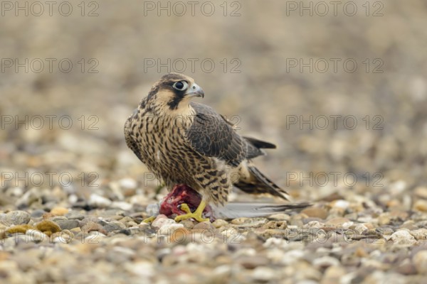 Safeguarding gaze... Peregrine falcon (Falco peregrinus), while feeding, with prey in its clutches, a young falcon looks around for potential danger, sitting on the gravel roof of a high factory building, peregrine falcons are often the target of illegal raptor persecution, native nature, Lower Rhine, Rhineland, North Rhine-Westphalia, Germany, Western Europe