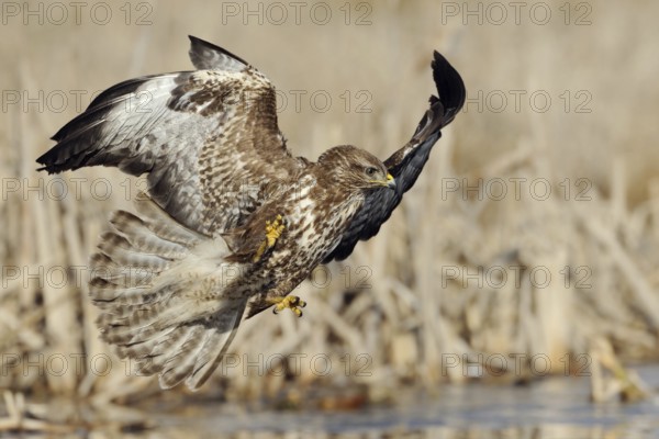 The perfect moment... Buzzard (Buteo buteo) shortly in front of accessing prey, spectacular flight shot full of action, action, native bird of prey hunting, wildlife, native nature, Mecklenburg-Western Pomerania, Germany, Western Europe
