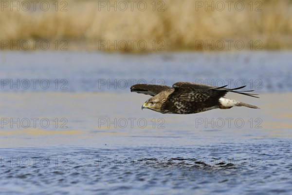 Over the water... Buzzard (Buteo buteo) in flight, our most common bird of prey soaring close over water, native nature, Mecklenburg-Western Pomerania, Germany, Western Europe