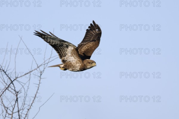 Our most common raptor... Buzzard (Buteo buteo), buzzard in winter, flies off, leaves its perch in a leaf-free bush, typical observation, native nature, Lower Rhine, North Rhine-Westphalia, Germany, Western Europe