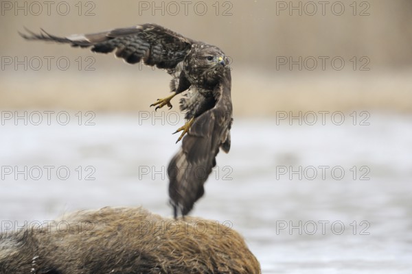 Taking off... Buzzard (Buteo buteo), sweeping take-off, departure photo, previously perched on a dead wild boar, traffic victim, carrion from which the buzzard, bird of prey, bird of prey has eaten, native nature, Mecklenburg-Western Pomerania, Germany, Western Europe