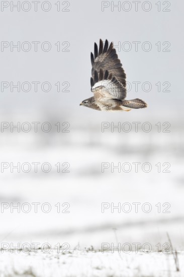 In flight over snow-covered meadows and fields on the Lower Rhine... Buzzard (Buteo buteo), flying buzzard in winter with snow, our most common native bird of prey, native nature, Lower Rhine, North Rhine-Westphalia, Germany, Western Europe