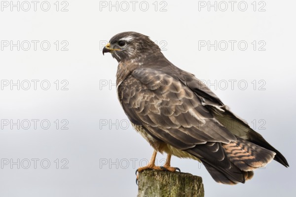 Typical picture... Buzzard (Buteo buteo) sits on a fence post while hunting, typical post hunter, hides, looks out for potential prey, most common native bird of prey, widespread, generally well known, in winter migration of northern buzzards to our region, native nature, Lower Rhine, North Rhine-Westphalia, Germany, Western Europe