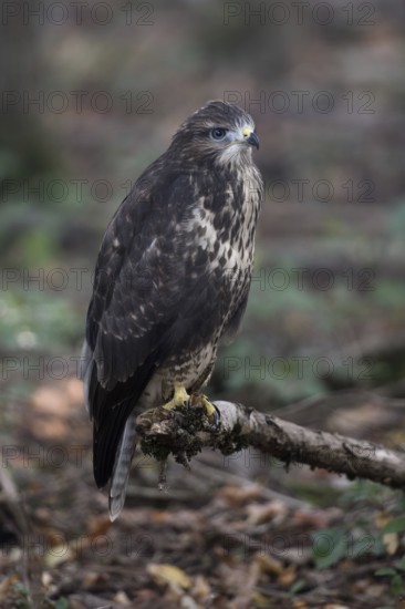 Fledged, but still uncertain... Buzzard (Buteo buteo), freshly fledged young bird with still blue eyes in the forest, local nature, Meerbusch, Lower Rhine, North Rhine-Westphalia, Germany, Western Europe