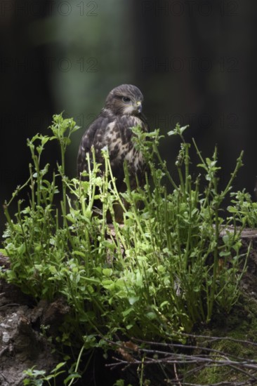 Undependent... Buzzard (Buteo buteo), young bird of prey, branchling on a tree stump in the forest, native nature, Meerbusch, Lower Rhine, North Rhine-Westphalia, Germany, Western Europe