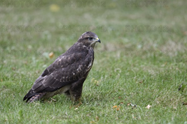 Bright eyes... Buzzard (Buteo buteo), young bird sitting on the ground in a meadow in the grass, native nature, Meerbusch, Lower Rhine, North Rhine-Westphalia, Germany, Western Europe