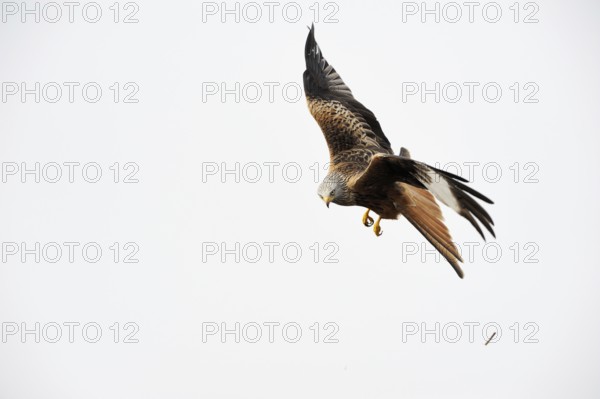 After an unsuccessful hunt... Red kite (Milvus milvus), also known as Montagu's harrier, very beautiful native bird of prey, belongs to the harriers, bird of the year 2000 in flight, view into the camera, native nature, Mecklenburg-Western Pomerania, Germany, Western Europe