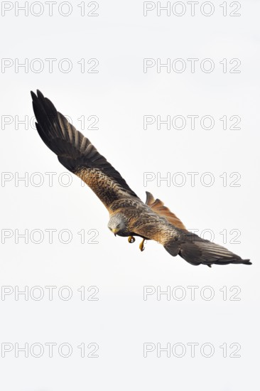 Spectacular flyer... Red kite (Milvus milvus), certainly one of the most beautiful native birds of prey, everywhere threatened, endangered species, looks into the camera, native nature, Mecklenburg-Western Pomerania, Germany, Western Europe