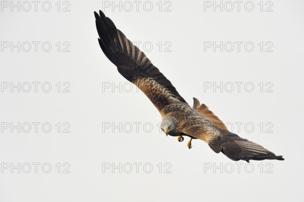 Spectacular flyer... Red kite (Milvus milvus), certainly one of the most beautiful native birds of prey, everywhere threatened, endangered species, looks into the camera, native nature, Mecklenburg-Western Pomerania, Germany, Western Europe