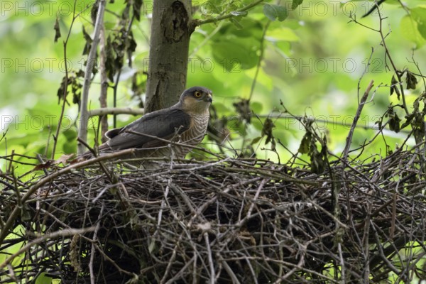 Sparrowhawk (Accipiter nisus), adult male, standing on his eyrie in a tree, hidden nest, looking around attentively, rare observation, normally the female sparrowhawk reigns on the nest and drives the tercel away from there, wildlife, native nature, Meerbusch, Lower Rhine, Rhineland, North Rhine-Westphalia, Germany, Western Europe