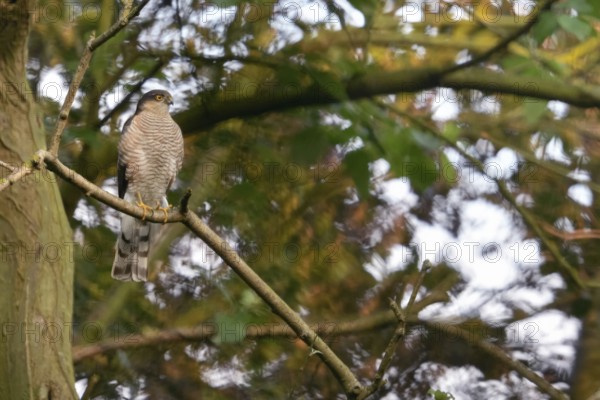 Bird of prey in a tree... Sparrowhawk (Accipiter nisus), male, male bird, tercel sitting in a tree, attentively observing the surroundings, presumably hunting, watching over the offspring near the nest, native nature, Meerbusch, Lower Rhine, Rhineland, North Rhine-Westphalia, Germany, Western Europe