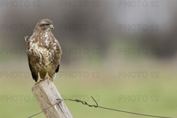 Typical sight... Buzzard (Buteo buteo) sits, perches on a fence post, observes the surroundings, most common native bird of prey, can be seen here all year round, more often in winter than in summer due to migrants, native nature, Meerbusch, Rhineland, North Rhine-Westphalia, Germany, Western Europe