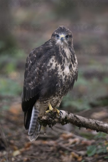 Inexperienced... Buzzard (Buteo buteo), this year's fledged young bird with still blue eyes on a branch in the forest, eye contact, native nature, Meerbusch, Lower Rhine, North Rhine-Westphalia, Germany, Western Europe