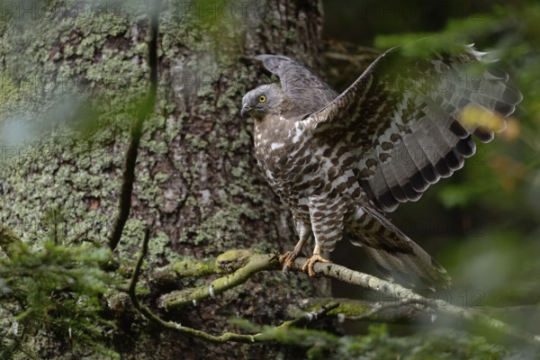 Wing-flapping... Honey buzzard (Pernis apivorus), rare, endangered native bird of prey, buzzard that prefers to feed on wasps, food specialist, sits hidden in a tree, flaps its wings, native nature, Germany, Western Europe