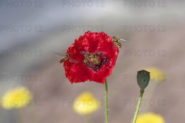 Corn poppy (Papaver rhoeas), hoverflies (Syrphidae), red, colourful, macro, Several hoverflies fly around the single poppy flower