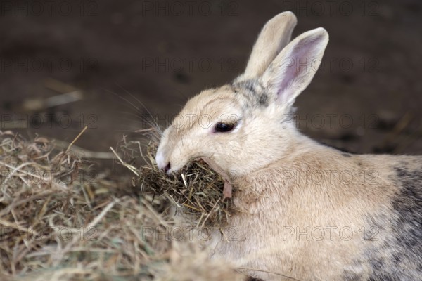 Domestic rabbit (Oryctolagus cuniculus domestica), hay, straw, mouth, nest building, pregnant, A rabbit collects litter to build a nest