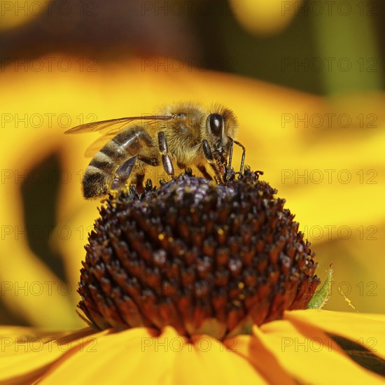 European honey bee (Apis mellifera), collecting nectar from a yellow coneflower (Echinacea paradoxa), Wilnsdorf, North Rhine-Westphalia, Germany