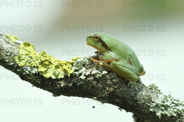 European tree frog (Hyla arborea) sitting on a lichen-covered branch in its natural environment, close-up, Lake Neusiedl National Park, Burgenland, Austria