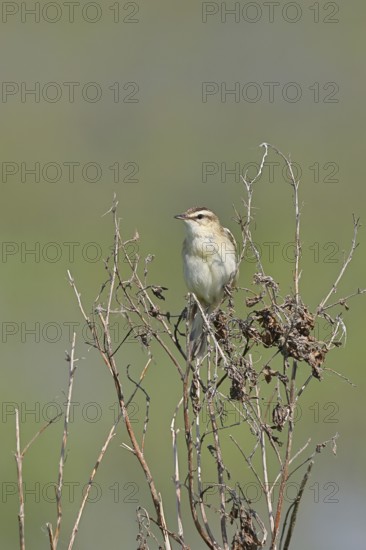 Reed warbler (Acrocephalus schoenobaenus) sitting in a shrub in its natural environment, Wildlife, Lembruch, Ochsen Moor, DÃ¼mmer nature park Park, Lower Saxony, Germany