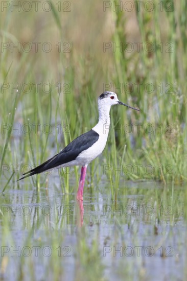 Stilt (Himantopus himantopus), adult bird standing in the reeds of the shore vegetation, wildlife, wading bird, animals, waterfowl, Lake Neusiedl National Park, Burgenland, Austria