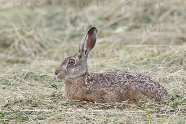 European hare (Lepus europaeus) on a mown meadow, Wilnsdorf, North Rhine-Westphalia, Germany