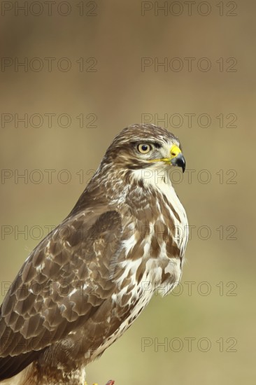 Buzzard (buteo buteo), light-coloured variant, light morph, side view, animal portrait, wildlife, North Rhine-Westphalia, Germany