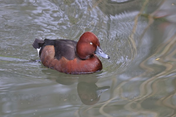 Ferruginous Duck (Aythya nyroca), drake, male, swimming on a lake, Hesse, Germany