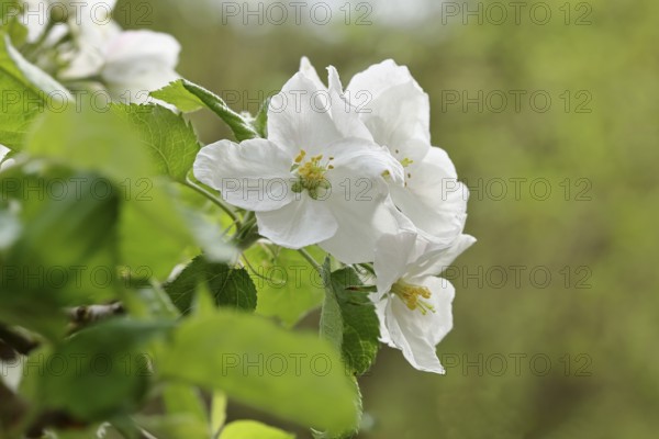 Apple blossoms (Malus), white blossoms with bokeh in the background, Wilnsdorf, Nordrhein. Westphalia, Germany