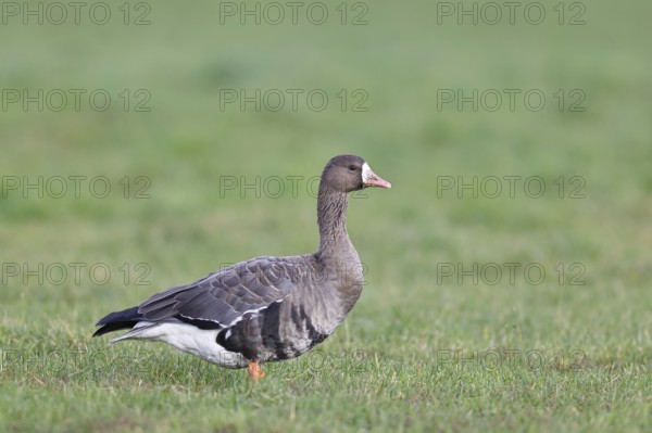 White-fronted goose (Anser albifrons), standing in a meadow in the wintering area, wildlife, Bislicher Insel nature reserve, Xanten, Lower Rhine, North Rhine-Westphalia, Germany