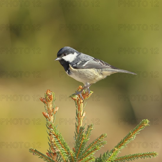 Fir tit (Parus ater), sitting on the top of a young spruce, European spruce (Picea abies), Wilnsdorf, North Rhine-Westphalia, Germany
