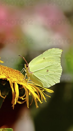 Lemon butterfly (Gonepteryx rhamny) on a yellow flower of a Great Telekie (Telekia speciosa), close-up, Wilnsdorf, North Rhine-Westphalia, Germany