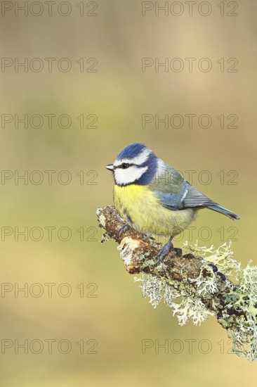 Blue tit (Parus caeruleus), sitting on a branch overgrown with reindeer lichen (Cladonia rangiferina), Wilnsdorf, North Rhine-Westphalia, Germany