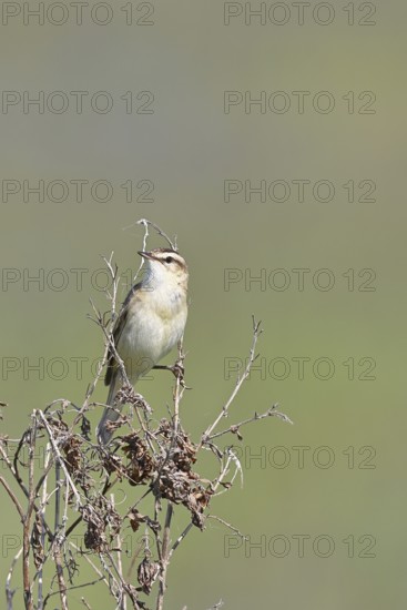 Reed warbler (Acrocephalus schoenobaenus) sitting in a shrub in its natural environment, Wildlife, Lembruch, Ochsen Moor, DÃ¼mmer nature park Park, Lower Saxony, Germany