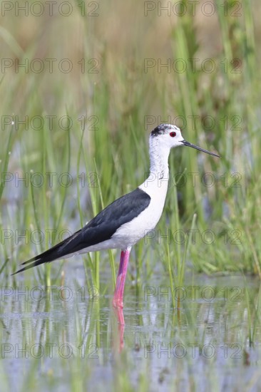 Stilt (Himantopus himantopus), adult bird standing in the reeds of the shore vegetation, wildlife, wading bird, animals, waterfowl, Lake Neusiedl National Park, Burgenland, Austria