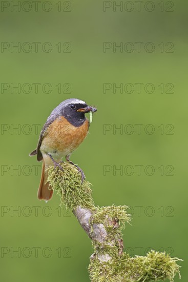 Redstart (Phoenicurus phoenicurus), male with caterpillars in beak on mossy branch, songbird, wildlife, Wilnsdorf, North Rhine-Westphalia, Germany