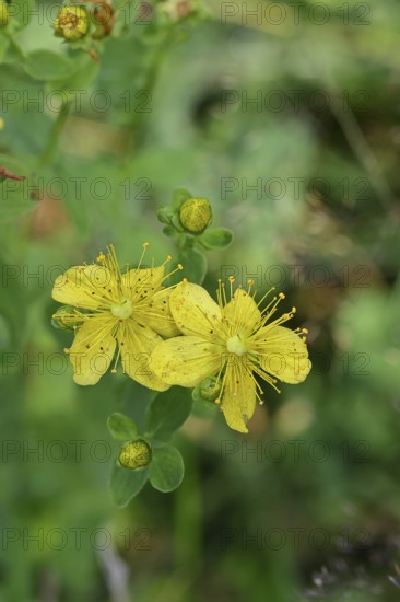 Common St John's wort (Hypericum perforatum), spotted St John's wort or common St John's wort (Hypericum perforatum), blood herb, St John's wort, spotted St John's wort, medicinal plant, close-up of a flower, wild form, natural environment, Wilnsdorf, North Rhine-Westphalia, Germany