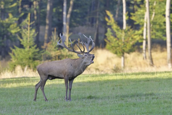 Red deer (Cervus elaphus) in rutting season, capital stag, twenty hinds, roaring in a forest clearing, wildlife, Sauerland, North Rhine-Westphalia, Germany