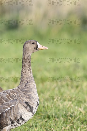 White-fronted goose (Anser albifrons), standing in a meadow in the wintering area, animal portrait, wildlife, Bislicher Insel nature reserve, Xanten, Lower Rhine, North Rhine-Westphalia, Germany