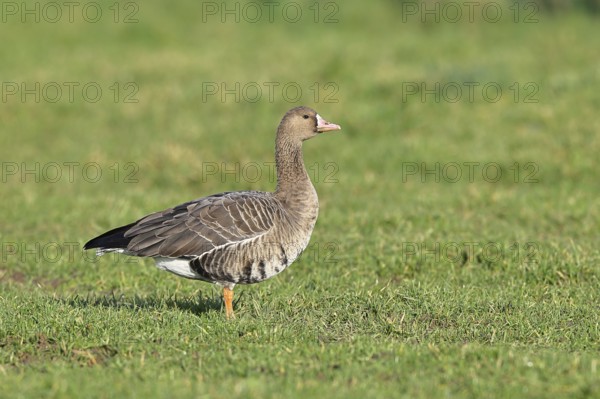 White-fronted goose (Anser albifrons), standing in a meadow in the wintering area, wildlife, Bislicher Insel nature reserve, Xanten, Lower Rhine, North Rhine-Westphalia, Germany