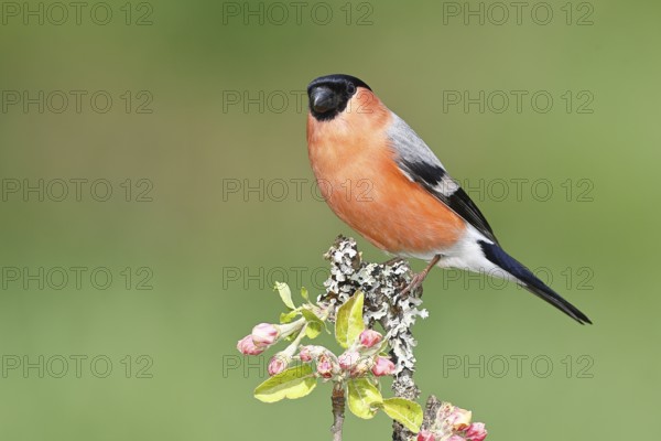 Bullfinch (Pyrrhula pyrrhula) male sitting on a branch with apple blossoms (Malus domestica), Wilnsdorf, North Rhine-Westphalia, Germany