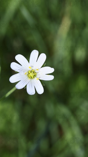 Greater stitchwort (Stella holostea), flowering in the forest, close-up, spring, Wilnsdorf, North Rhine-Westphalia, Germany