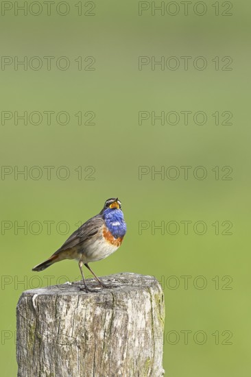Bluethroat (Luscinia svecica cyanecula), male, singing on a pasture fence post, wildlife, Lembruch, Ochsen Moor, DÃ¼mmer nature park Park, Lower Saxony, Germany