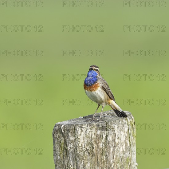 Bluethroat (Luscinia svecica cyanecula), male, on a pasture fence post, wildlife, Lembruch, Ochsen Moor, DÃ¼mmer nature park Park, Lower Saxony, Germany