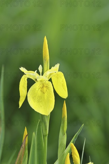 Marsh iris (Iris pseudacorus), yellow flower in a pond, Wilnsdorf, North Rhine-Westphalia, Germany