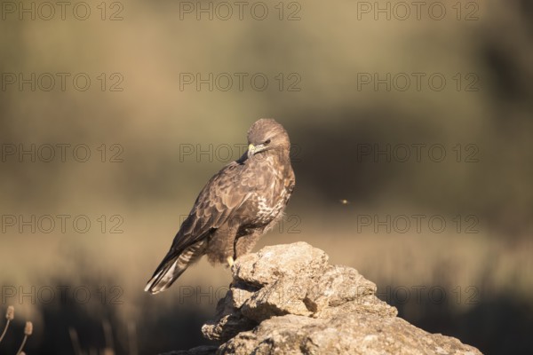 Common buzzard (Buteo buteo), Extremadura, Castilla La Mancha, Spain