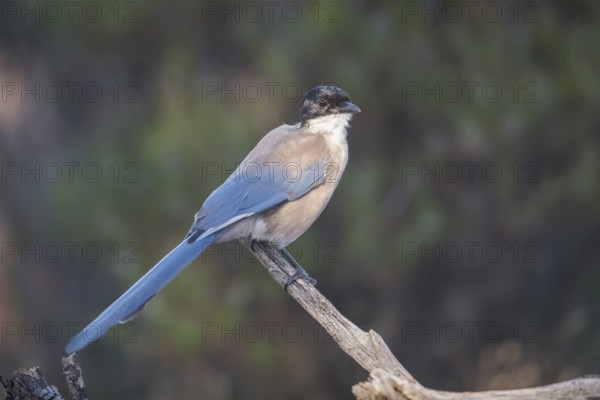 Blue magpie (Cyanopica cooki), Extremadura, Castilla La Mancha, Spain